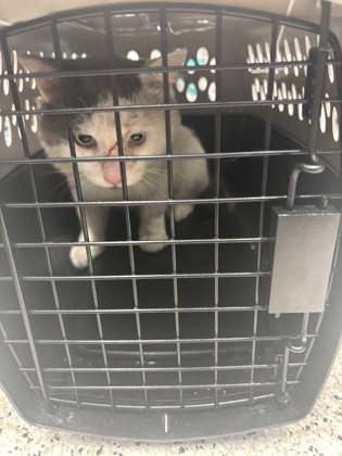 Shelter Stray Male Cat last seen Near Bolfair Dr NW, Atlanta, GA, 1251 Fulton Industrial Blvd NW, Atlanta, GA 30336, USA