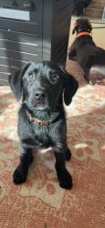 Reunited Male Dog last seen Hopewell Rd, Musella, GA 31066