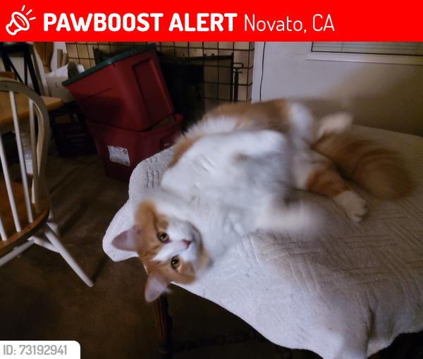 Lost Male Cat last seen Eames Ct, Novato, CA 94947