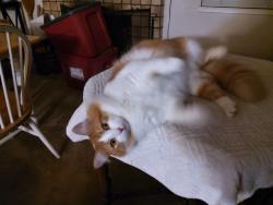 Lost Male Cat last seen Eames Ct, Novato, CA 94947