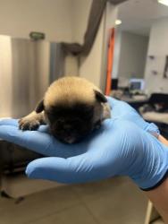 Shelter Stray Female Dog last seen N Hayes Ave & W McKenzie Ave, Fresno Zone Fresno CO 2 93723, CA, 1510 W Dan Ronquillo Dr, Fresno, CA 93706, USA