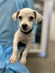 Shelter Stray Male Dog last seen N Hughes Ave & Belmont Ave, Fresno Zone Fresno CO 2 93706, CA, 1510 W Dan Ronquillo Dr, Fresno, CA 93706, USA