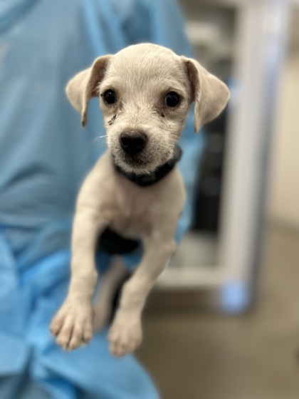 Shelter Stray Male Dog last seen N Hughes Ave & Belmont Ave, Fresno Zone Fresno CO 2 93706, CA, 1510 W Dan Ronquillo Dr, Fresno, CA 93706, USA