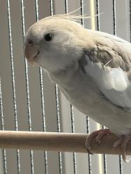 Lost Male Bird last seen chaparral dr, Bonita, CA 91902