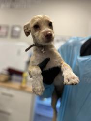 Shelter Stray Female Dog last seen N Hughes Ave & Belmont Ave, Fresno Zone Fresno CO 2 93706, CA, 1510 W Dan Ronquillo Dr, Fresno, CA 93706, USA