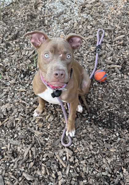 Shelter Stray Female Dog last seen Near winter rose ct dunwoody ga 30360, 30360, GA, 3280 Chamblee Dunwoody Rd, Chamblee, GA 30341, USA