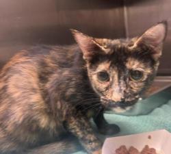 Shelter Stray Female Cat last seen , , GA, 3280 Chamblee Dunwoody Rd, Chamblee, GA 30341, USA