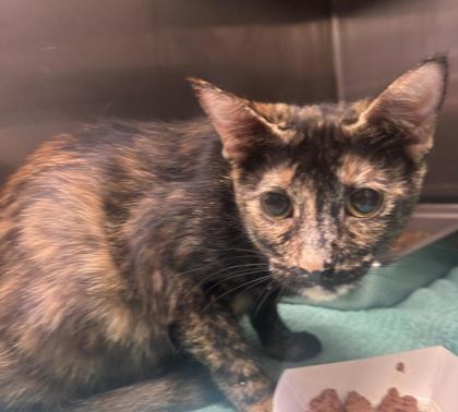 Shelter Stray Female Cat last seen , , GA, 3280 Chamblee Dunwoody Rd, Chamblee, GA 30341, USA
