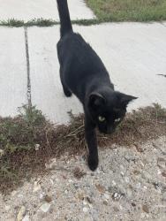 Found/Stray Female Cat last seen Near Lathrop Elementary, Rockford, IL 61102