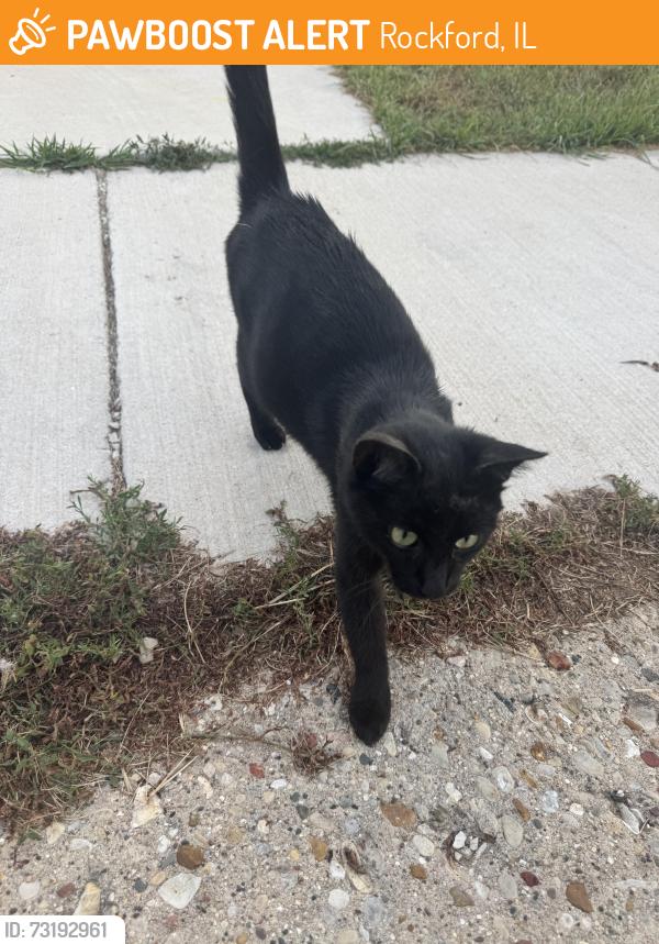 Found/Stray Female Cat last seen Near Lathrop Elementary, Rockford, IL 61102