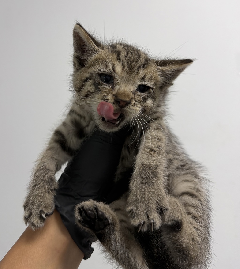 Shelter Stray Male Cat last seen San Diego, CA, 92154, 5500 Gaines St, San Diego, CA 92110, USA