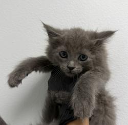 Shelter Stray Male Cat last seen Near Harris Plant Roads, San Diego, CA, 92108, 5500 Gaines St, San Diego, CA 92110, USA