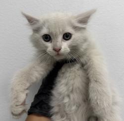 Shelter Stray Female Cat last seen Near Harris Plant Roads, San Diego, CA, 92108, 5500 Gaines St, San Diego, CA 92110, USA