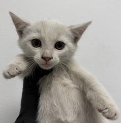 Shelter Stray Female Cat last seen Near Harris Plant Roads, San Diego, CA, 92108, 5500 Gaines St, San Diego, CA 92110, USA
