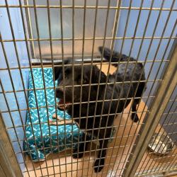 Shelter Stray Male Dog last seen Balboa Avenue, San Diego, CA, 92123, 5500 Gaines St, San Diego, CA 92110, USA