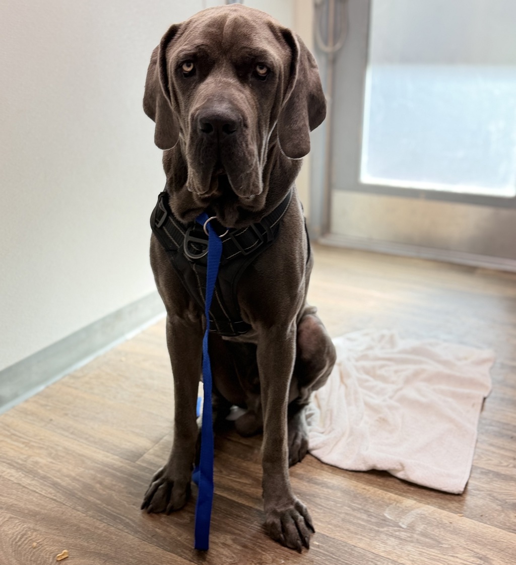 Shelter Stray Male Dog last seen Near Mayberry Street, San Diego, CA, 92113, 5500 Gaines St, San Diego, CA 92110, USA