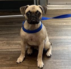 Shelter Stray Male Dog last seen Shasta Lane, La Mesa, CA, 91942, 5500 Gaines St, San Diego, CA 92110, USA
