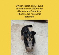 Found/Stray Unknown Dog last seen 41st and State Ave, Phoenix, AZ 85051