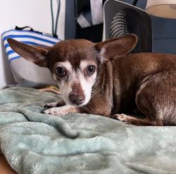 Shelter Stray Male Dog last seen Near Newton Avenue, San Diego, CA, 92113, 5500 Gaines St, San Diego, CA 92110, USA