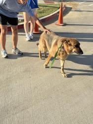 Reunited Female Dog last seen University and Heritage Trail Blvd, Denton, TX 76207
