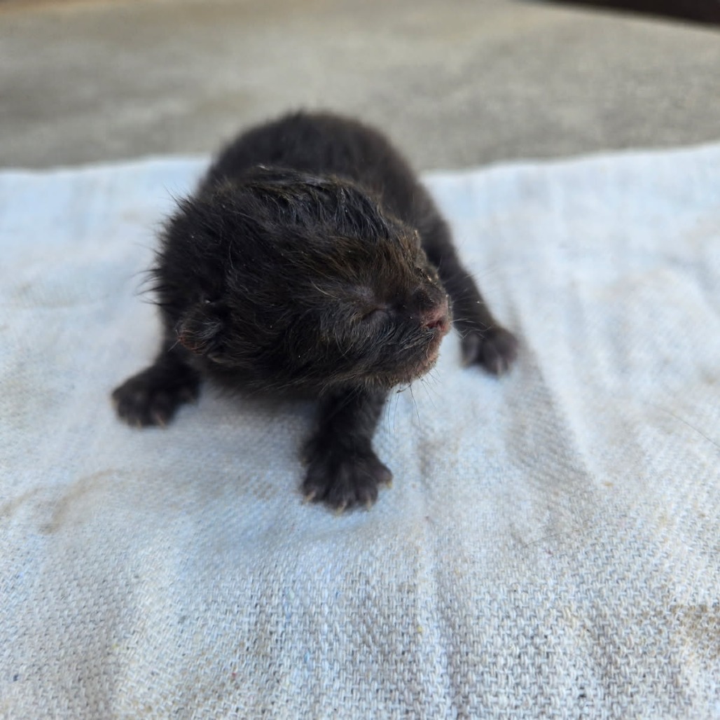Shelter Stray Female Cat last seen , 361 S Raymond Ave, Pasadena, CA 91105, USA