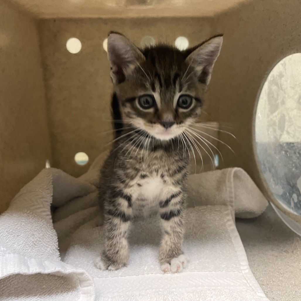 Shelter Stray Female Cat last seen , 361 S Raymond Ave, Pasadena, CA 91105, USA