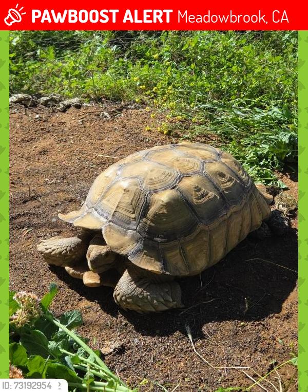 Lost Male Reptile last seen Walnut St and Elm Ave, near the Meadowbrook Apple on Hwy 74, Meadowbrook, CA 92570