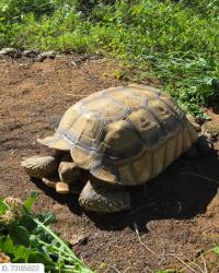 Lost Male Reptile last seen Walnut St and Elm Ave, near the Meadowbrook Apple on Hwy 74, Meadowbrook, CA 92570