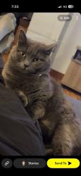 Reunited Female Cat last seen West 15th and Silver street, Sioux City, IA 51103