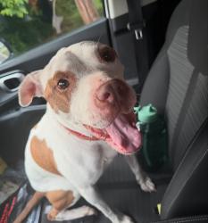 Reunited Female Dog last seen Eva Avenue and Arlington Road, Akron, OH 44306