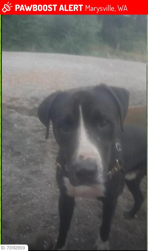 Lost Male Dog last seen 51st ave northeast & levin rd. Marysville, wa 98271, Marysville, WA 98271