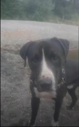 Lost Male Dog last seen 51st ave northeast & levin rd. Marysville, wa 98271, Marysville, WA 98271