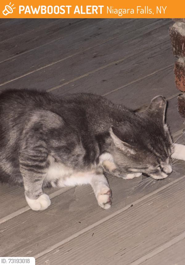 Found/Stray Male Cat last seen on airbnb steps, Niagara Falls, NY 14301