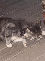 Found/Stray Male Cat last seen on airbnb steps, Niagara Falls, NY 14301