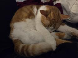 Reunited Male Cat last seen Where Cruise St. runs into Comer St, Denton, TX 76207