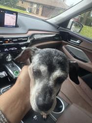 Found/Stray Female Dog last seen Newmark and ft smith, Deltona, FL 32725