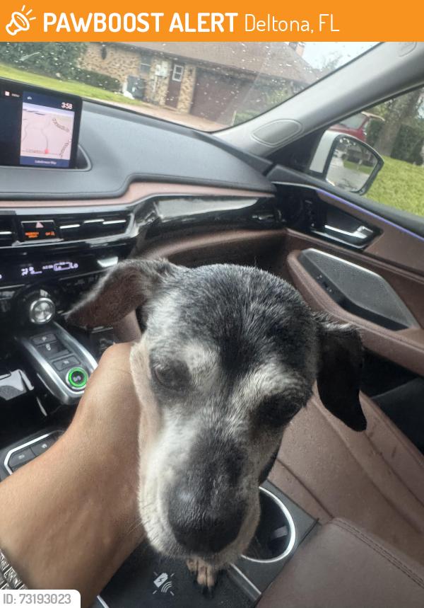 Found/Stray Female Dog last seen Newmark and ft smith, Deltona, FL 32725