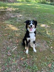 Reunited Female Dog last seen Fisher Road going toward Highland Park subdivision off of Minix Road, Coweta County, GA 30277