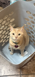 Lost Male Cat last seen Clear Creek near West Fort Hood entrance, Killeen, TX 76549