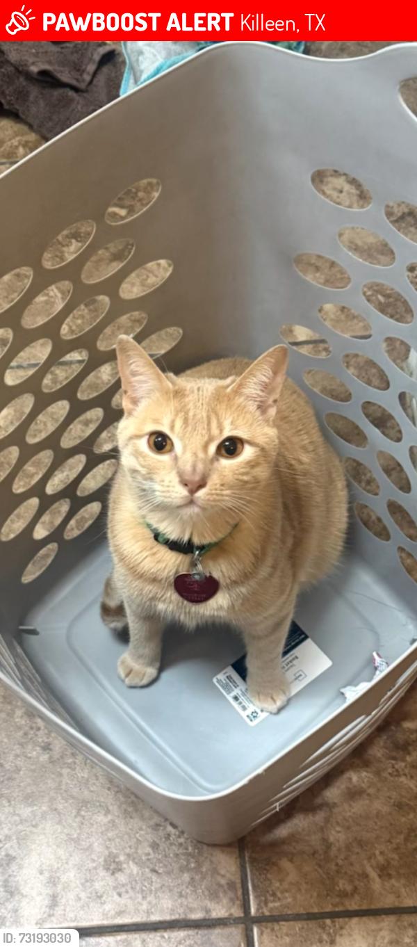 Lost Male Cat last seen Clear Creek near West Fort Hood entrance, Killeen, TX 76549
