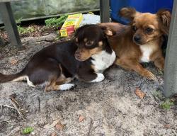 Reunited Male Dog last seen Near Oak Ave, Sorrento, FL 32776, USA, Sorrento, FL 32776