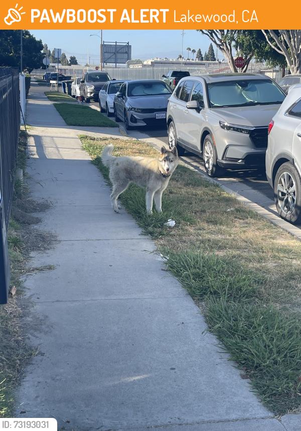 Found/Stray Unknown Dog last seen Artesia high school, Lakewood, CA 90715