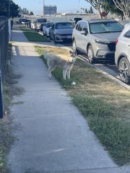 Found/Stray Unknown Dog last seen Artesia high school, Lakewood, CA 90715