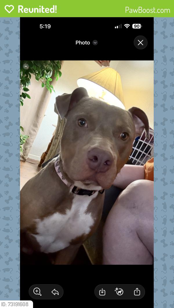 Reunited Male Dog last seen Menzer Rd and Ederville Rd, Fort Worth, TX 76103