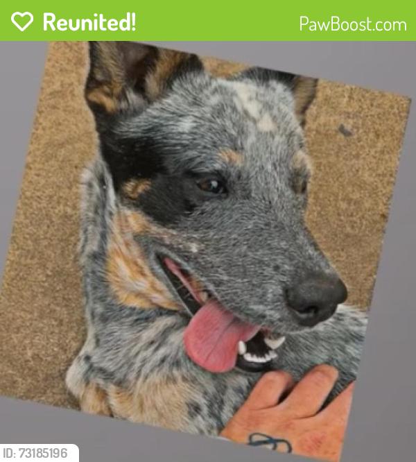 Reunited Female Dog last seen flts Sacramento, Sacramento, CA 95815