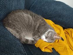 Reunited Female Cat last seen Keller Cres., 키치너, ON N2N 3M7