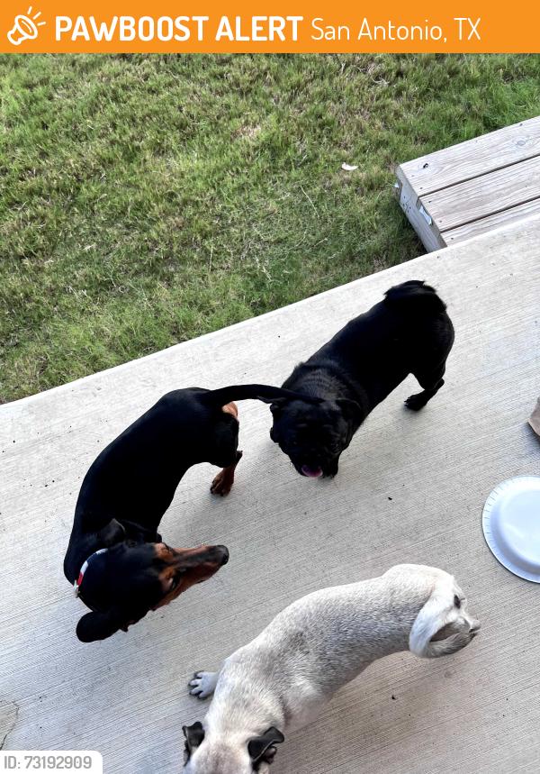 Found/Stray Unknown Dog last seen Cosmic crisp in Applewood, San Antonio, TX 78252