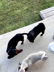 Found/Stray Unknown Dog last seen Cosmic crisp in Applewood, San Antonio, TX 78252