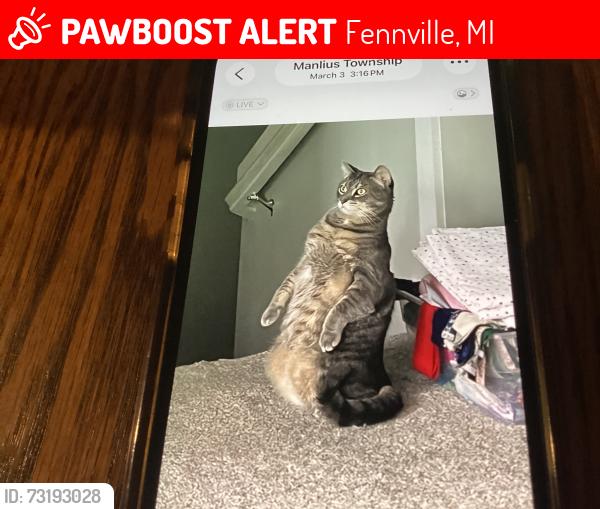 Lost Male Cat last seen 130th street, Fennville, MI 49408