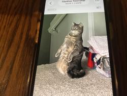 Lost Male Cat last seen 130th street, Fennville, MI 49408